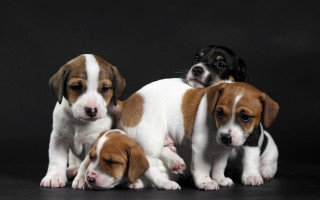 Three puppies black background shiba - three puppy free wallpaper