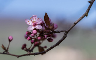 Pink branch flower bug butterfly - nature photography free wallpaper