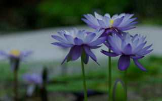 Purple flower green field macro 2 - chang daichien free wallpaper