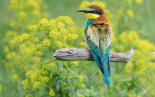 Colorful bird flower field bokeh - yellow flower free wallpaper