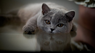 Sad cat glass table looking - artur tarnowski free wallpaper