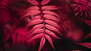 Red plant leaves macro blurry - stem free wallpaper