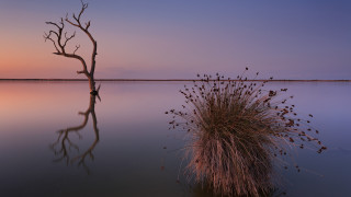 Tree lake island birds fireworks - bird free wallpaper