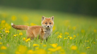 Small fox flower field blurry - yellow flower free wallpaper