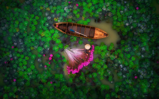 Lake forest flowers green field - bian jingzhao free wallpaper