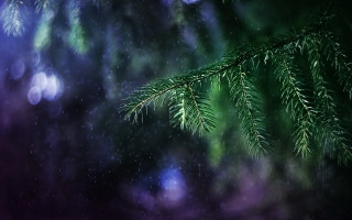 Pine branch blurry lights nature - the background and a blurry background free wallpaper