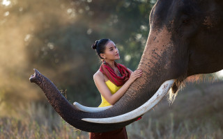 Woman elephant petting field cinematic - an elephant free wallpaper