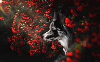 Dog bush redflowers sunbeam autumn - a sunbeam in the background free wallpaper