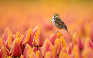 Bird flower rain blurry macro - eye closed free wallpaper