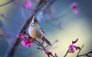 Bird branch pinkflowers blurry background - a branch free wallpaper