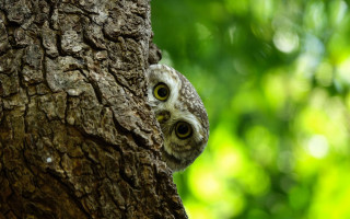 Small owl peeking tree forest - a small owl free wallpaper