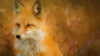Fox impressionist generative art animal - impressionist free wallpaper