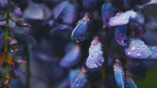 Purple flowers water droplets macro - claire dalby free wallpaper for desktop