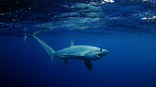 Shark ocean camera rayonism puzzle - lostfish free wallpaper