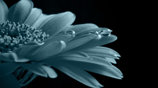 Blue flower water drops macro - a few drop of water free wallpaper