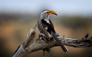Bird yellow beak sitting branch - a branch of a tree branch free wallpaper