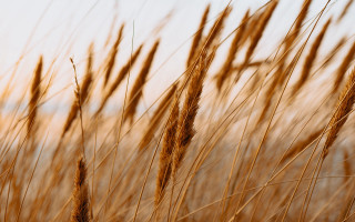 Tall grass sunset orange sky - heavy grain free wallpaper