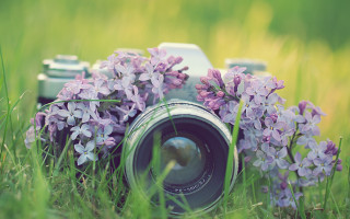 Camera purple flower bouquet macro - photographic free wallpaper