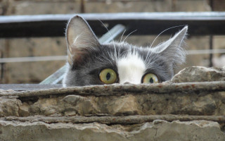 Cat wall fence building stone - sharp focus free wallpaper