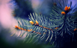 Pine branch orange cones shallow - a close up of a pine tree branch free wallpaper