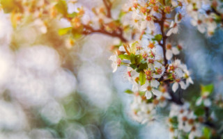 White flower green leaves bokeh 3 - the sunlight free wallpaper