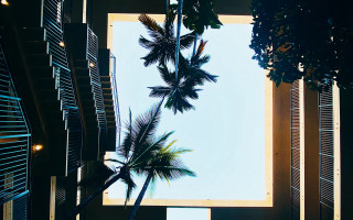 Palm tree view window shutters - carol bove free wallpaper