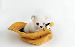 Small white dog yellow bag - chang daichien free wallpaper