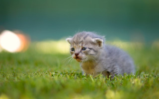 Kitten grass blurry background impressionist - a small kitten free wallpaper