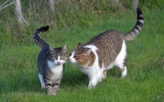 Two cats walking grassy field - bálint kiss free wallpaper