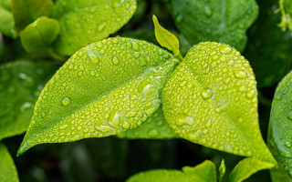 Green leaf water drops macro 31 - a green leaf free wallpaper