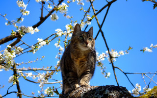 Cat branch flower sky autumn - a branch of a tree free wallpaper