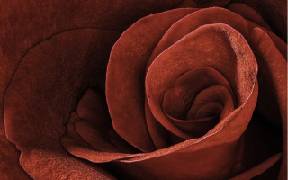 Red rose macro black background 2 - a white border free wallpaper