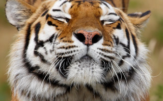 Tiger closeup blurrygrass bushes closedeyes - dan content free wallpaper