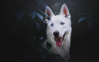 White dog blue eyes leaves - caspar wolf free wallpaper