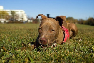 Dog laying grass building background - a building in the background free wallpaper