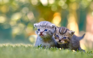 Kittens grass blue eyes photorealistic - the camera and the other free wallpaper
