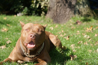Dog laying grass mouth open - sunny day free wallpaper