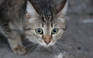Cat green eyes sad whiskers - green eye free wallpaper