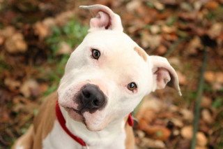 Dog red collar sad look - a red collar free wallpaper