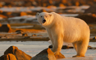 Polar bear ecological art wildlife - polar free wallpaper