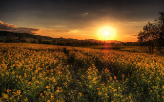 Flower field sunset tree autumn 2 - the background and a tree in the foreground free wallpaper