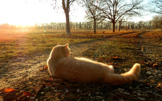 Cat grass sunset autumn leaves - the sun free wallpaper