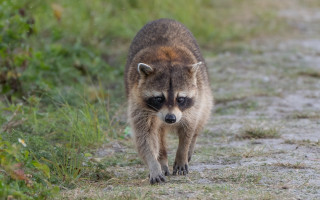 Raccoon dirt road grass weeds - a raccoon free wallpaper