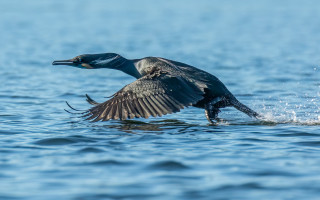 Bird flying over water landing - arie smit free wallpaper