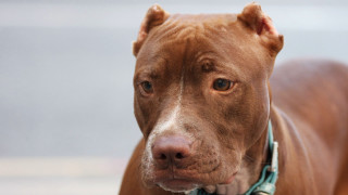 Brown dog blue collar serious - a brown dog free wallpaper