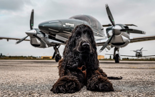 Dog plane runway propeller background - a runway free wallpaper