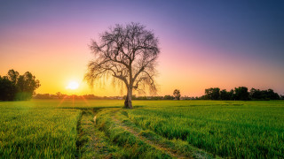 Sunset tree path nature horizon - a path free wallpaper