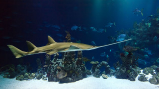 Shark coral reef fish diver - aquirax uno free wallpaper for desktop