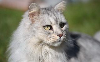 Cat white fur green eyes - green eye free wallpaper