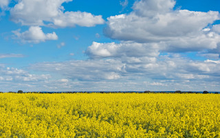 Yellow flower field blue sky 9 - under a blue sky free wallpaper